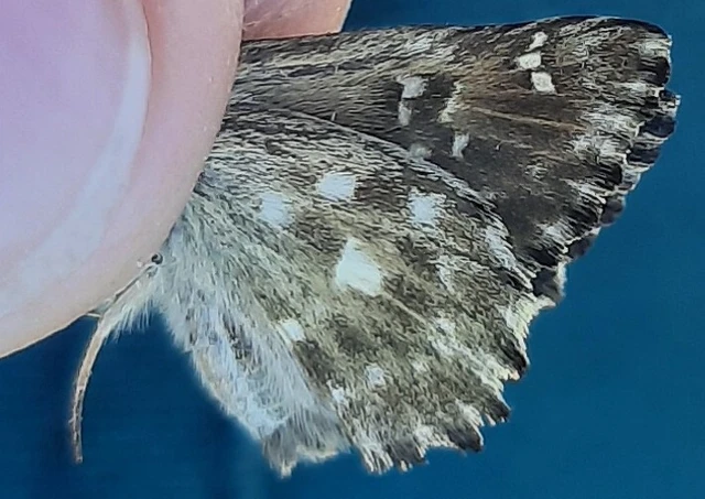 Carcharodus alceae - mályva-busalepke