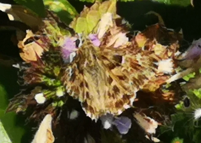 Carcharodus alceae - mályva-busalepke