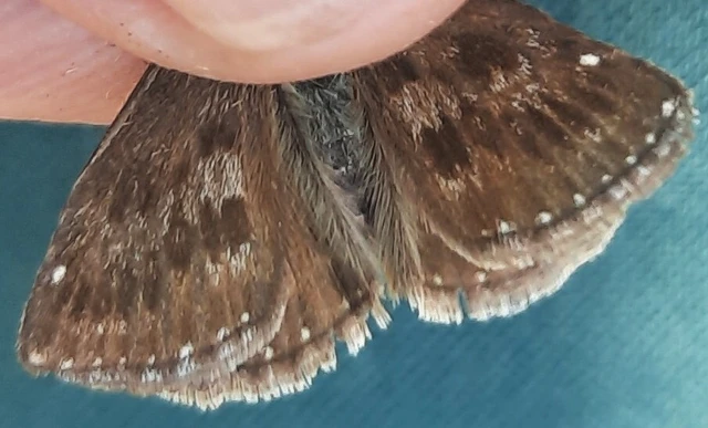 Erynnis tages - cigánylepke