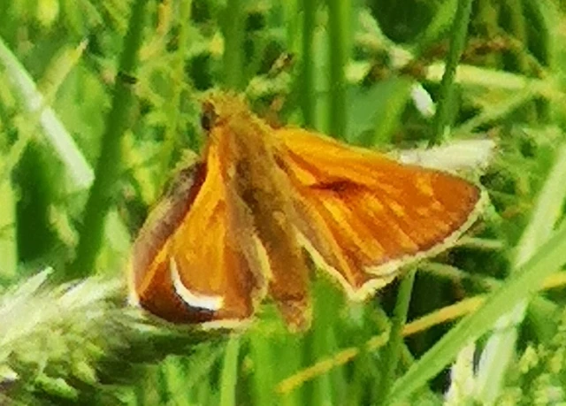 Ochlodes sylvanus - erdei busalepke