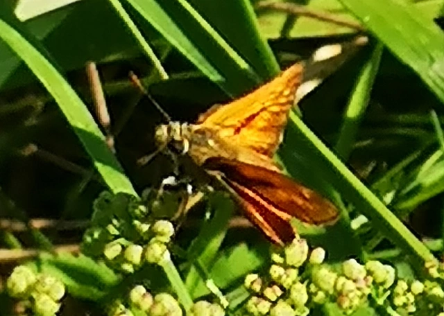 Ochlodes sylvanus - erdei busalepke