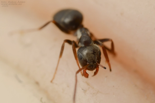 Lasius bombycina - pusztai feketehangya