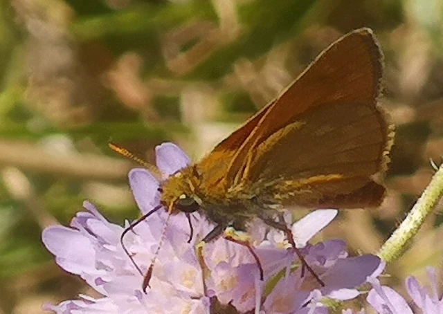 Ochlodes sylvanus - erdei busalepke