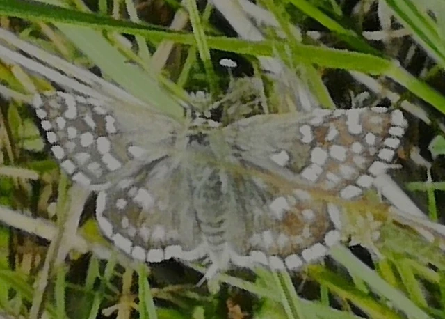 Pyrgus malvae - kis busalepke