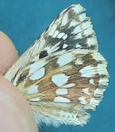 Spialia orbifer - törpe busalepke