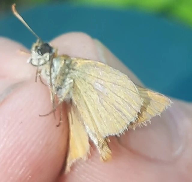 Thymelicus sylvestris - barna busalepke