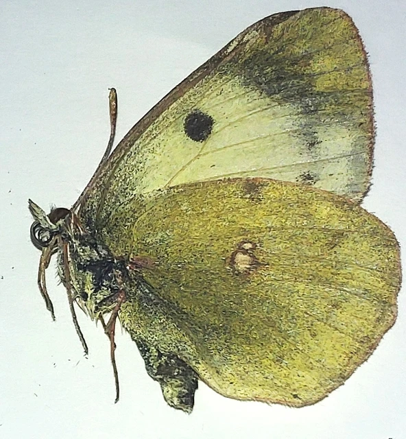 Colias alfacariensis - déli kéneslepke