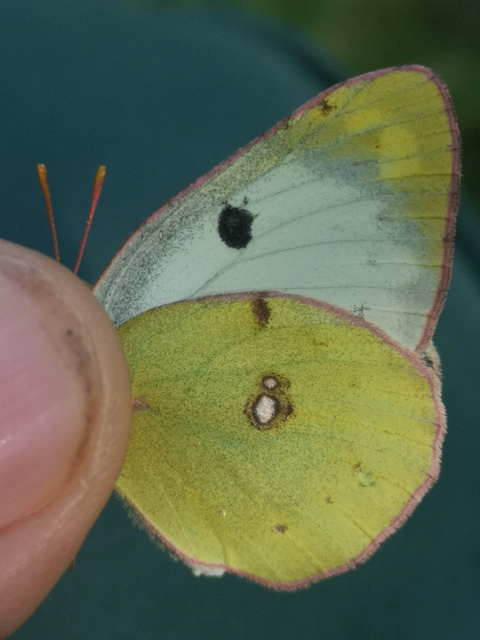 Colias alfacariensis - déli kéneslepke