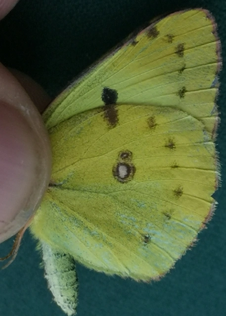 Colias alfacariensis - déli kéneslepke