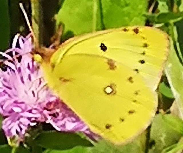 Colias alfacariensis - déli kéneslepke