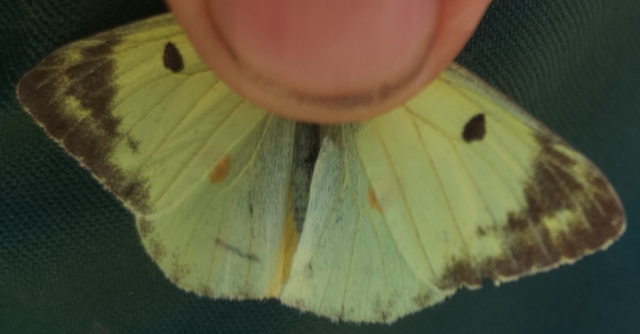 Colias alfacariensis - déli kéneslepke