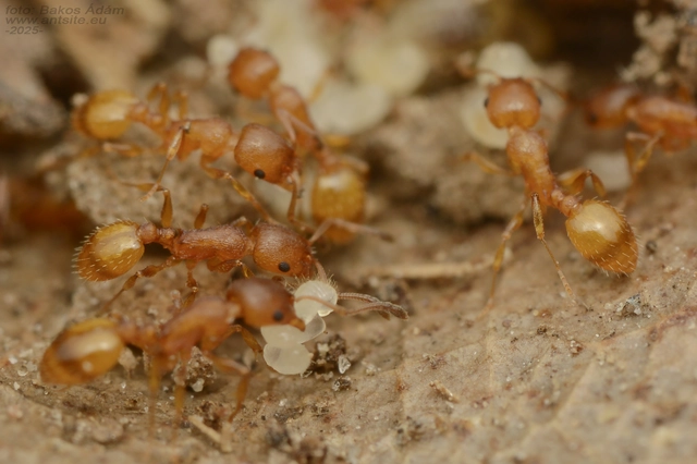 Temnothorax unifasciatus - gyűrűs kéreghangya