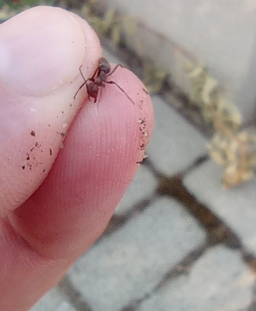 Polyergus rufescens - amazonhangya