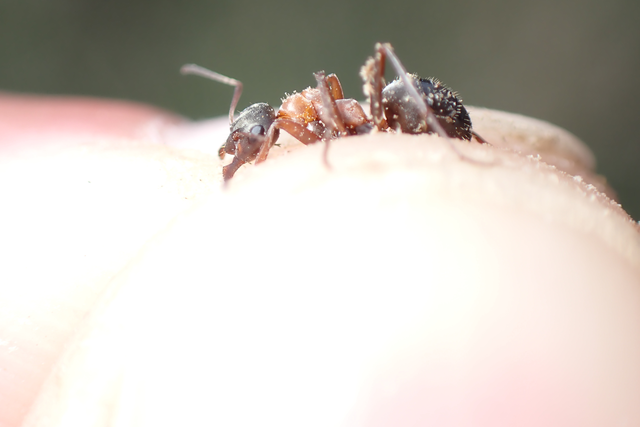 Formica rufibarbis - vörös rabszolgahangya