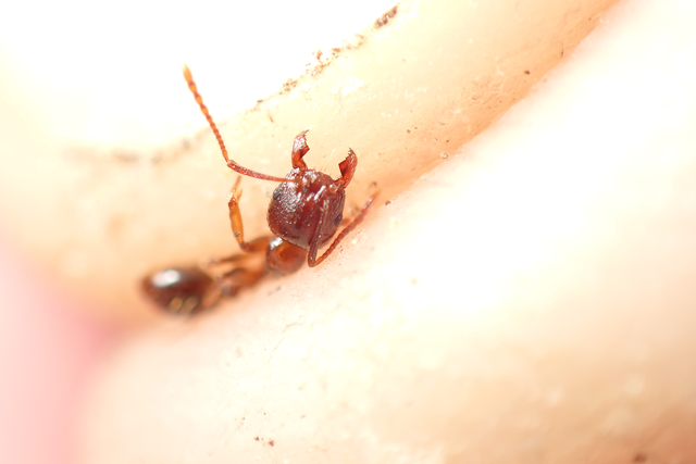 Aphaenogaster subterranea - vörös karcsúhangya