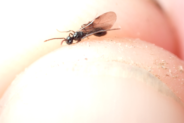 Myrmecina graminicola - ráncoshangya