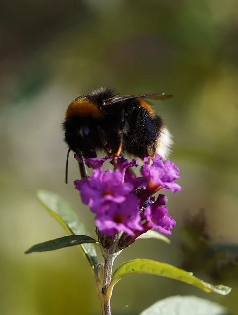 Bombus - poszméhek