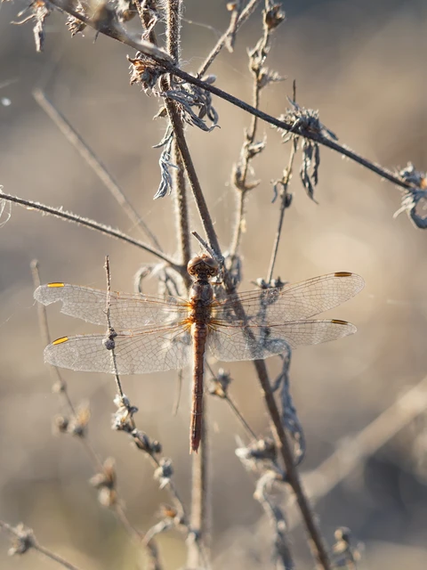 Sympetrum meridionale - fakó katona-szitakötő