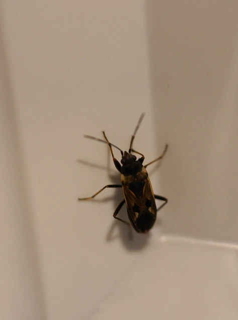 Rhyparochromus vulgaris - közönséges díszesbodobács