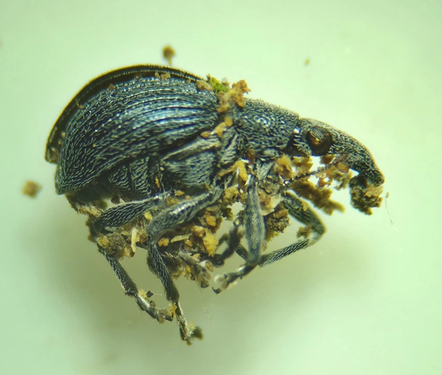 Oxystoma