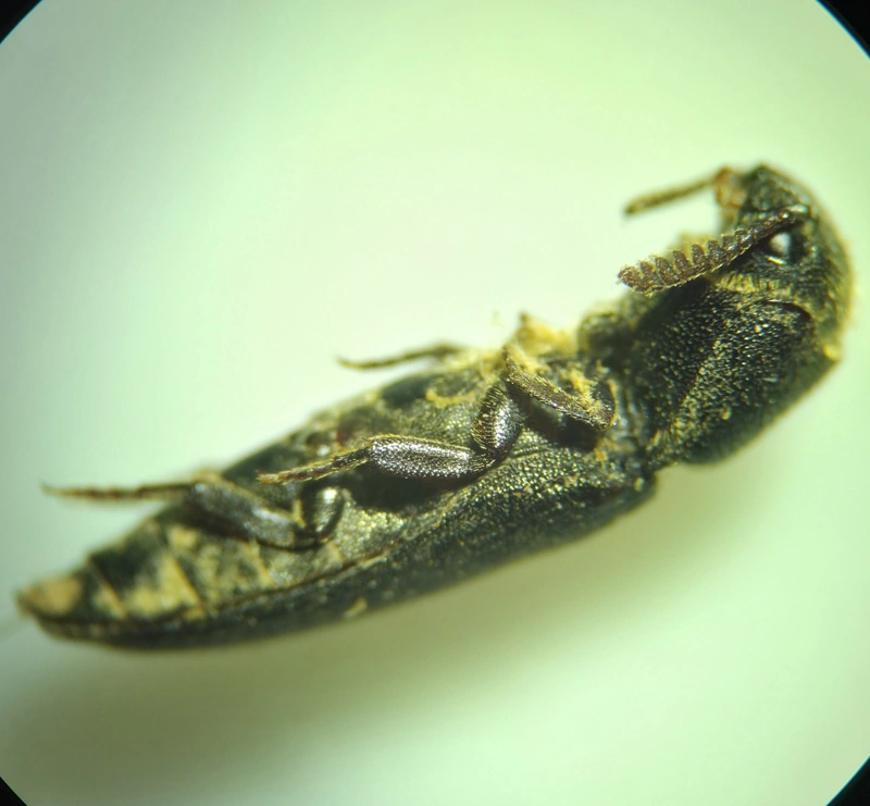 Melasis buprestoides