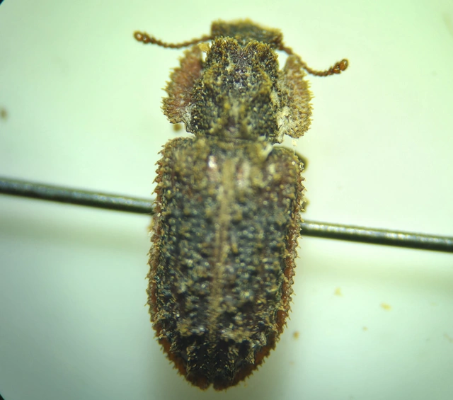 Endophloeus marcovichianus - fogasszélű héjbogár