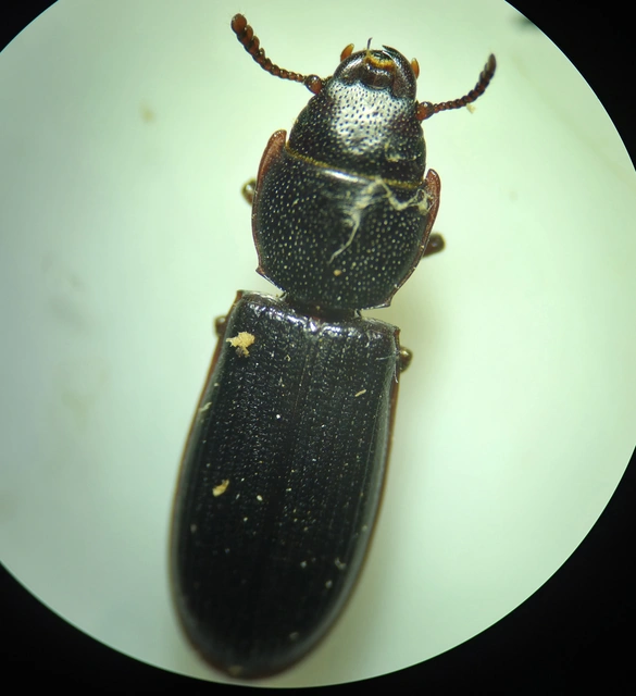 Tenebroides mauritanicus - lisztmentő korongbogár