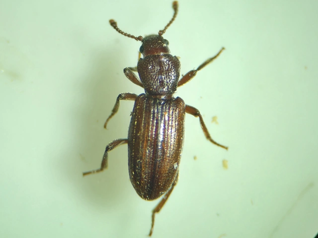 Bothrideres bipunctatus - szívnyakú humuszbogár