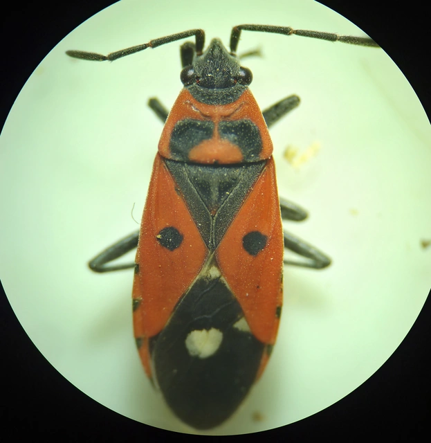Melanocoryphus albomaculatus - nagy fehérfoltos-bodobács
