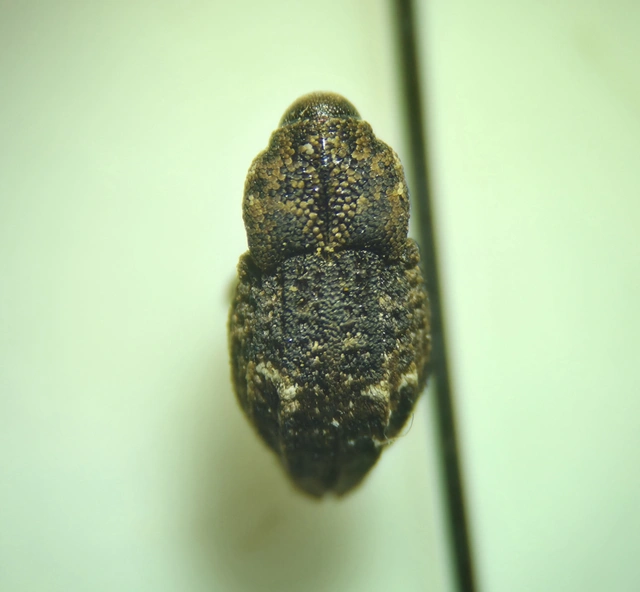Acallocrates colonnellii - karcsútorú zártormányos