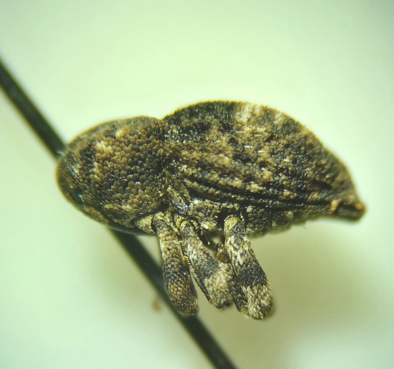 Acallocrates colonnellii - karcsútorú zártormányos
