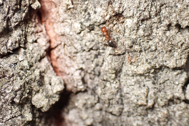 Crematogaster schmidti - vörös szívhangya