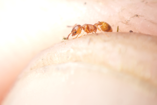 Temnothorax unifasciatus - gyűrűs kéreghangya