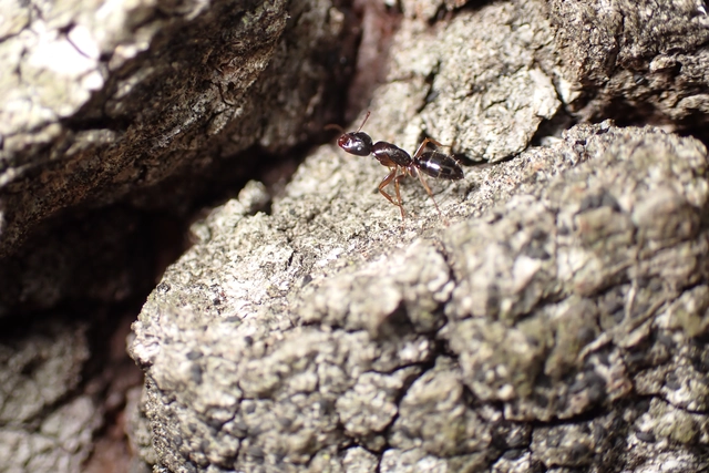 Camponotus fallax - ligeti lóhangya