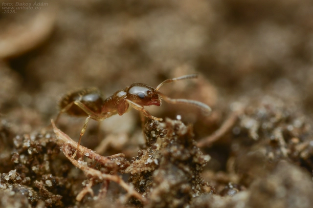 Plagiolepis pygmaea - lapos törpehangya