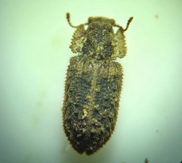 Endophloeus marcovichianus - fogasszélű héjbogár