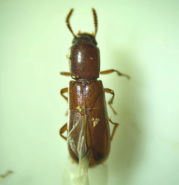 Corticeus unicolor - egyszínű kéregbújó