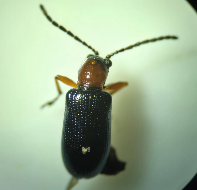 Oulema melanopus - veresnyakú árpabogár