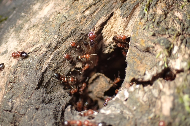 Crematogaster schmidti - vörös szívhangya