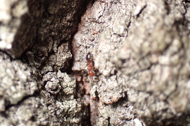 Crematogaster schmidti - vörös szívhangya
