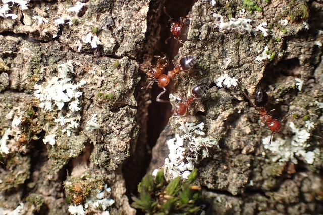 Crematogaster schmidti - vörös szívhangya