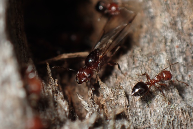 Crematogaster schmidti - vörös szívhangya