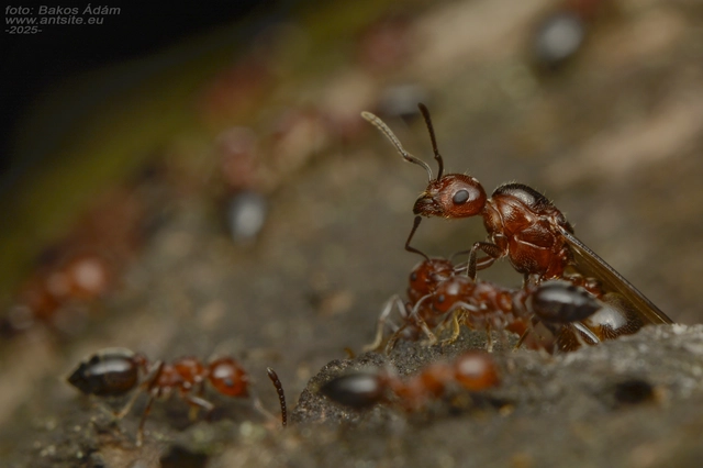 Crematogaster schmidti - vörös szívhangya