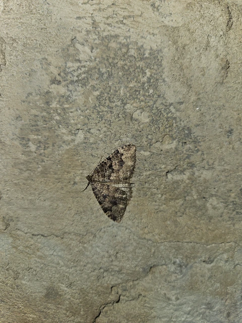 Triphosa dubitata - kutyabenge-araszoló