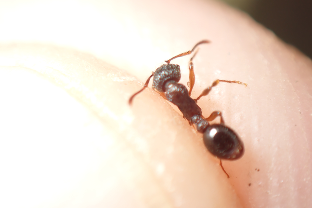 Myrmica schencki - kétszínű bütyköshangya