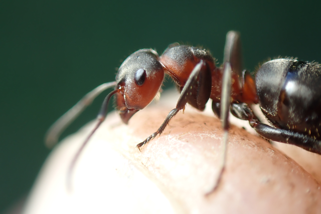 Formica pratensis - réti vöröshangya