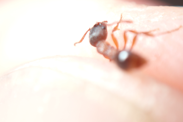 Myrmica schencki - kétszínű bütyköshangya