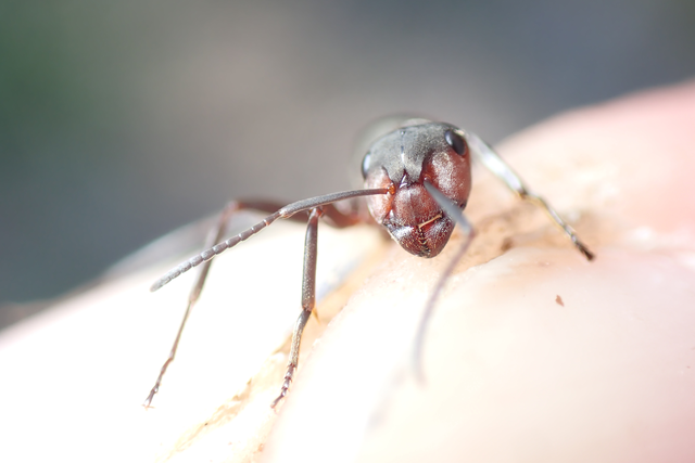 Formica pratensis - réti vöröshangya