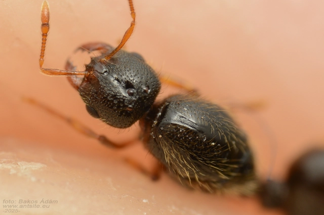 Solenopsis fugax - tolvajhangya