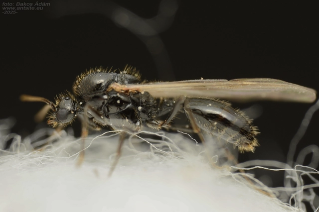 Solenopsis fugax - tolvajhangya